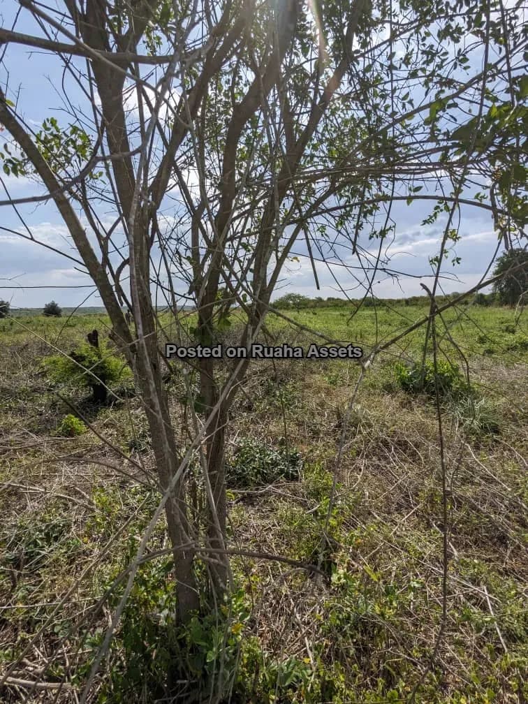 Land and Plot for Sale-Pingo Primary school, Pera, Chalinze