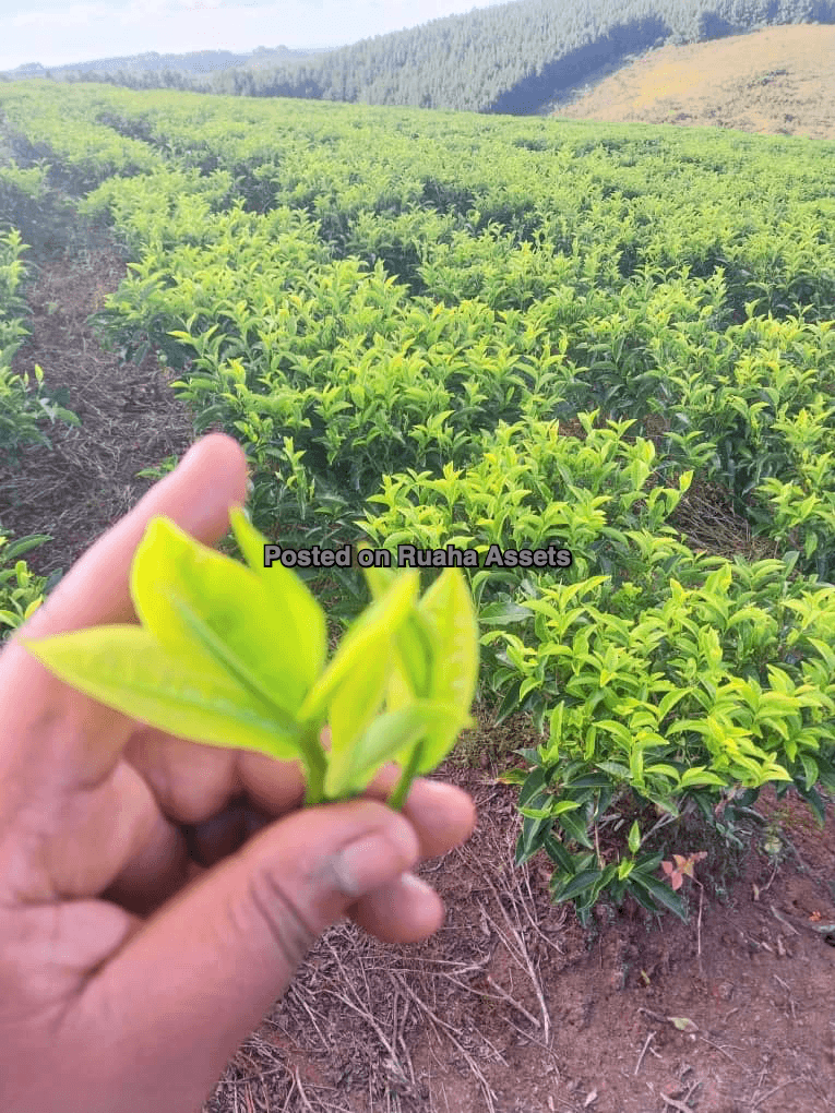 Tea Plantation for Sale 