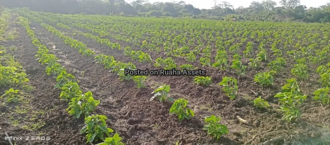Flat farm along Wami river for Sale image 1