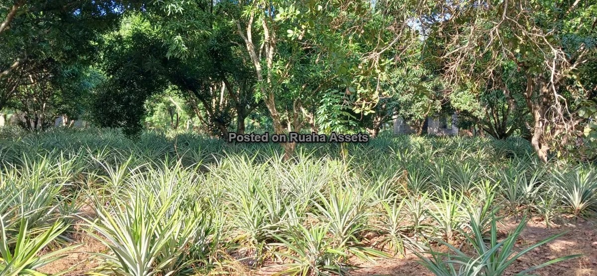 7 Acres of Mixed plots for Sale at Mvuti, Dar es Salaam image 14