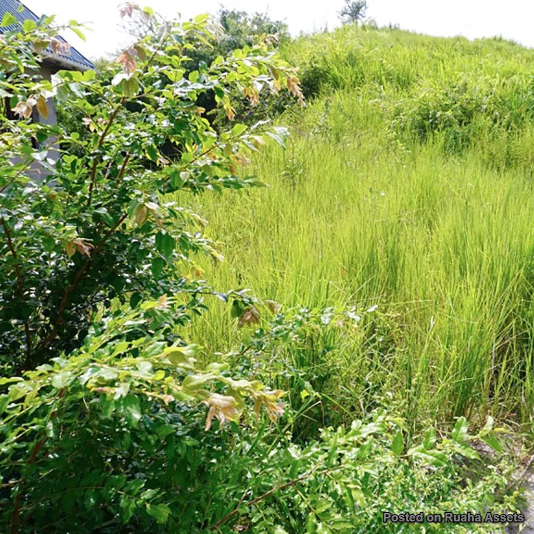 Evance Mlowe image 5