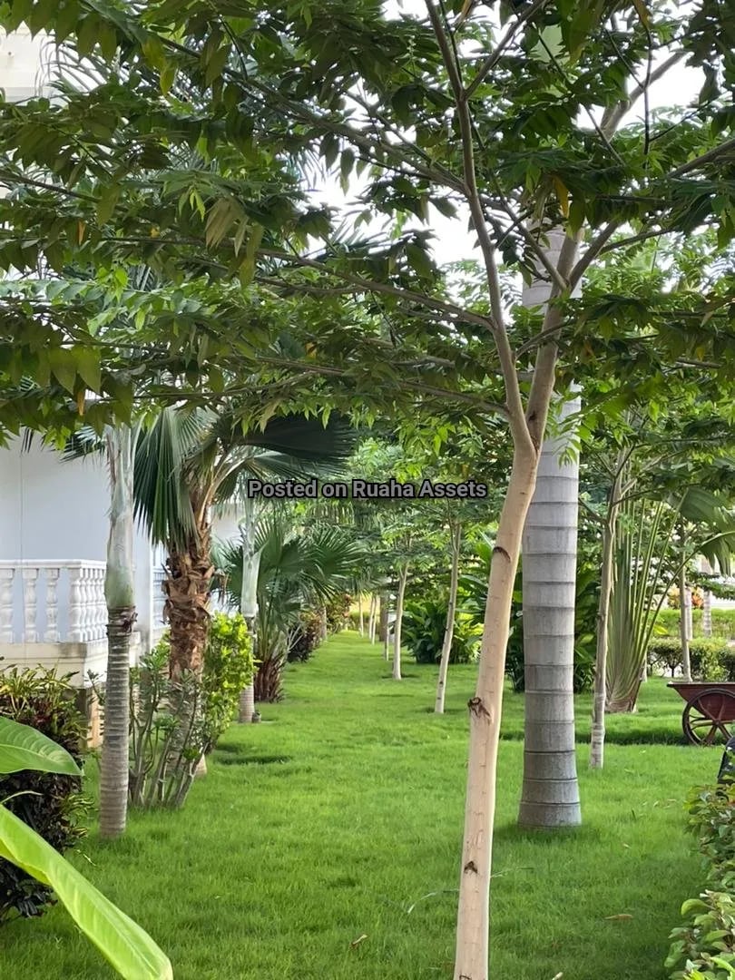 Furnished 3 Bedroom Apartment for Rent at Oysterbay  image 5