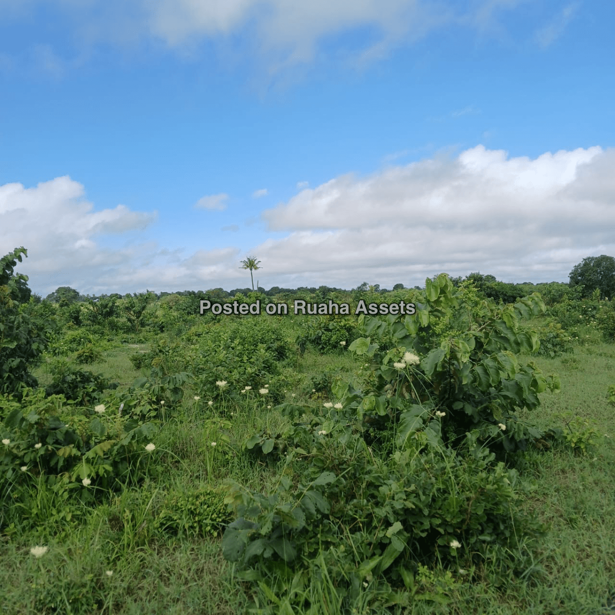 Industrial plots for sale in Kibaha, Misugusugu. image 4