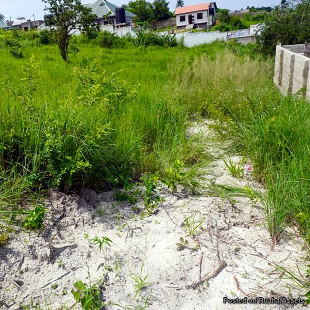 Evance Mlowe image 4