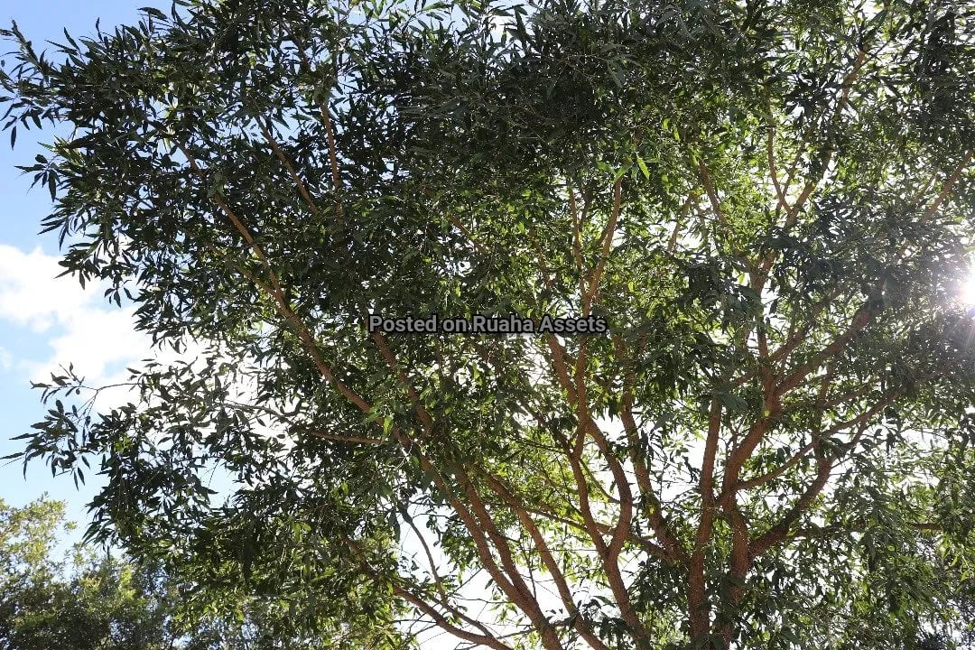 15 acres Plot for Sale at Kili Golf Arusha image 3
