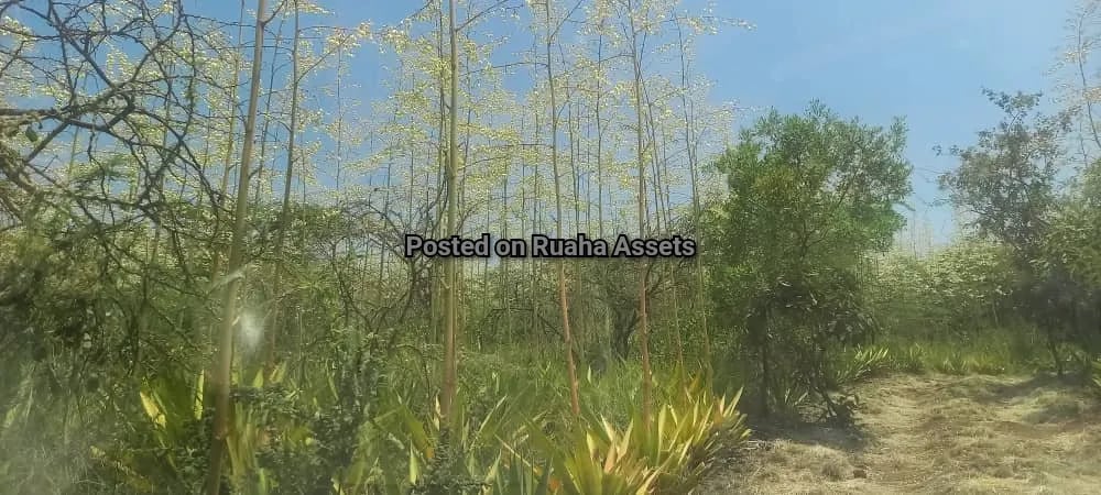 Big Plot with a House for Sale Njiro Arusha image 17