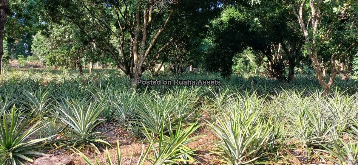 7 Acres of Mixed plots for Sale at Mvuti, Dar es Salaam image 7