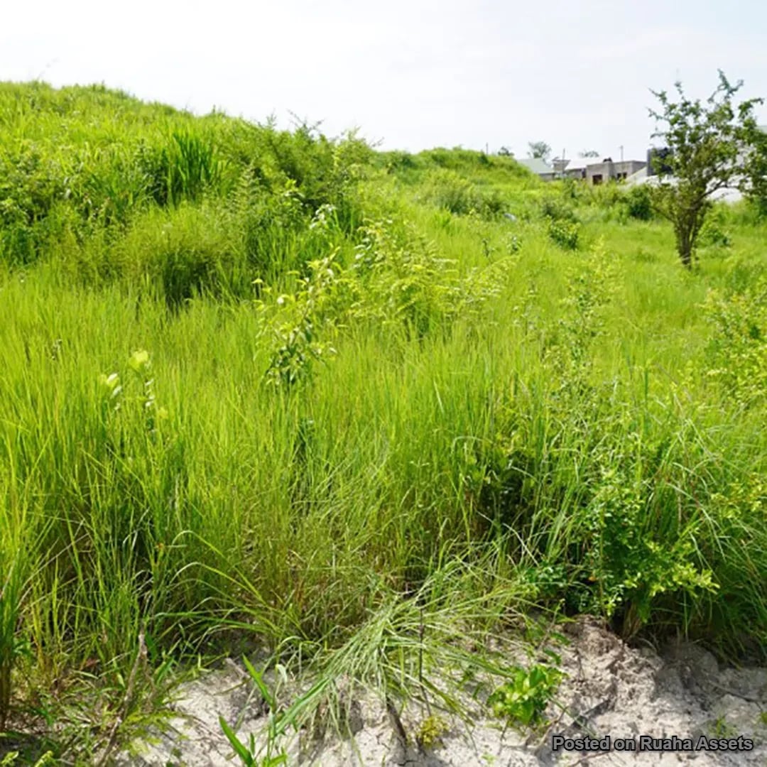 Evance Mlowe image 6