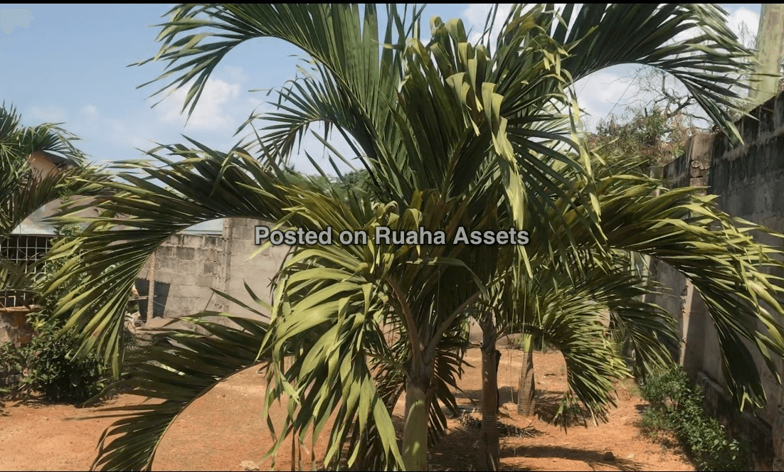 A FULL FENCED 1738 SQM SEA VIEW PLOT FOR SALE AT KUNDUCHI image 20