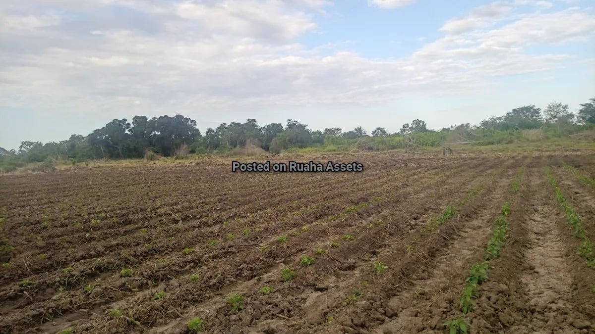 Flat farm along Wami river for Sale image 7