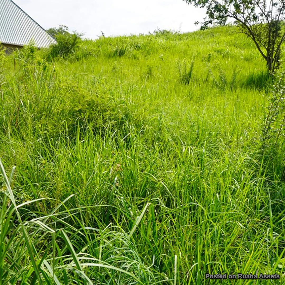 Evance Mlowe image 3