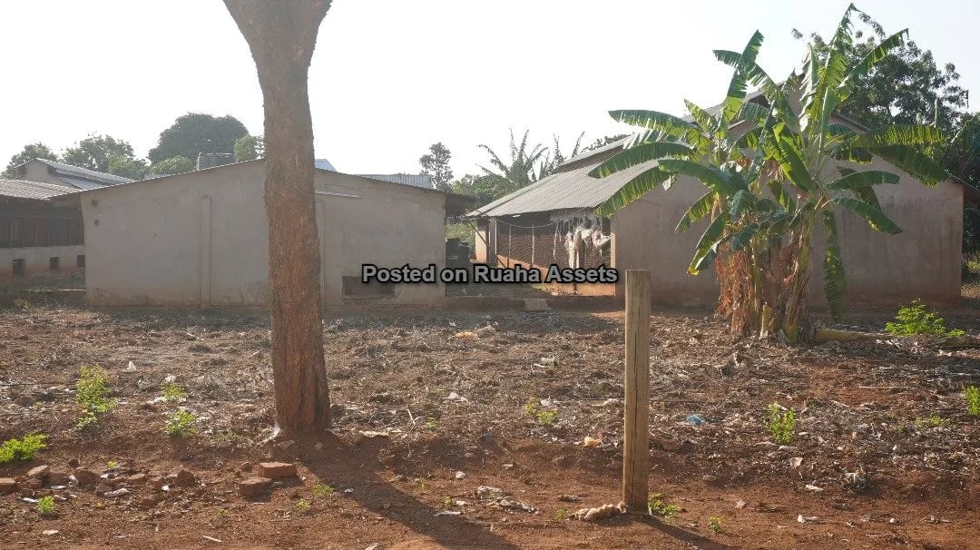 Shamba Kubwa Lenye Majengo ya Ufugaji Linauzwa image 9