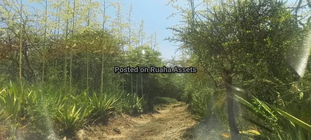 Big Plot with a House for Sale Njiro Arusha image 16