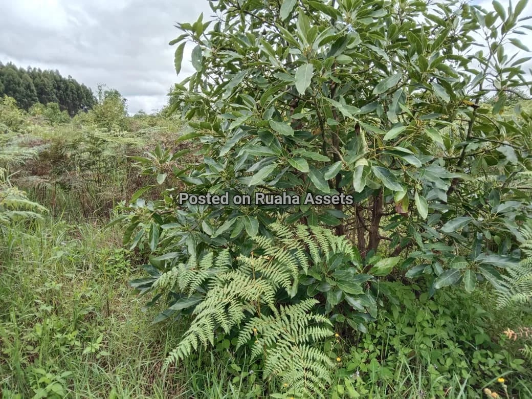 Avocado Farm for Sale at Njombe image 8