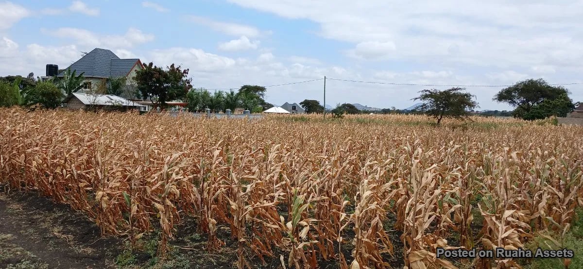 Half acre plot for sale at Njiro, Arusha. image 5