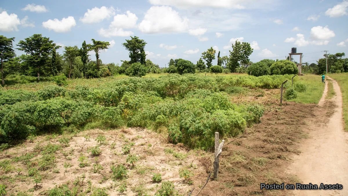 Prime Plot for Sale at Mabwepande image 6