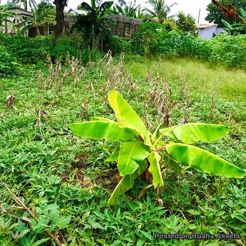 Residential & Commercial Plot for Sale image 6