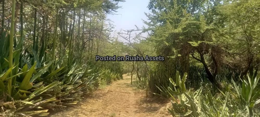 Big Plot with a House for Sale Njiro Arusha image 14