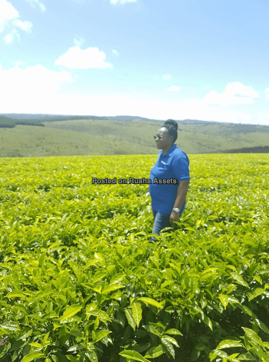 Tea Plantation for Sale image 3