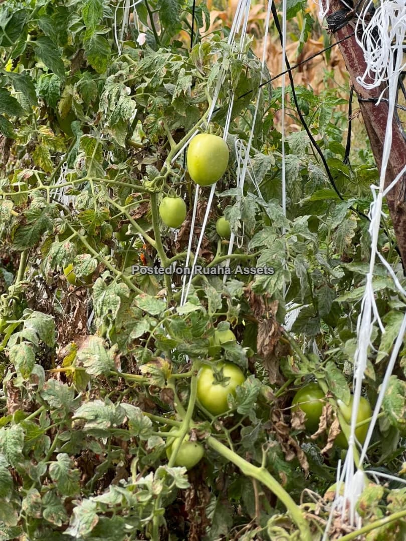 58 ACRES OF FARMLAND IS AVAILABLE FOR SALE Price is 17 million T-shillings per acre image 2