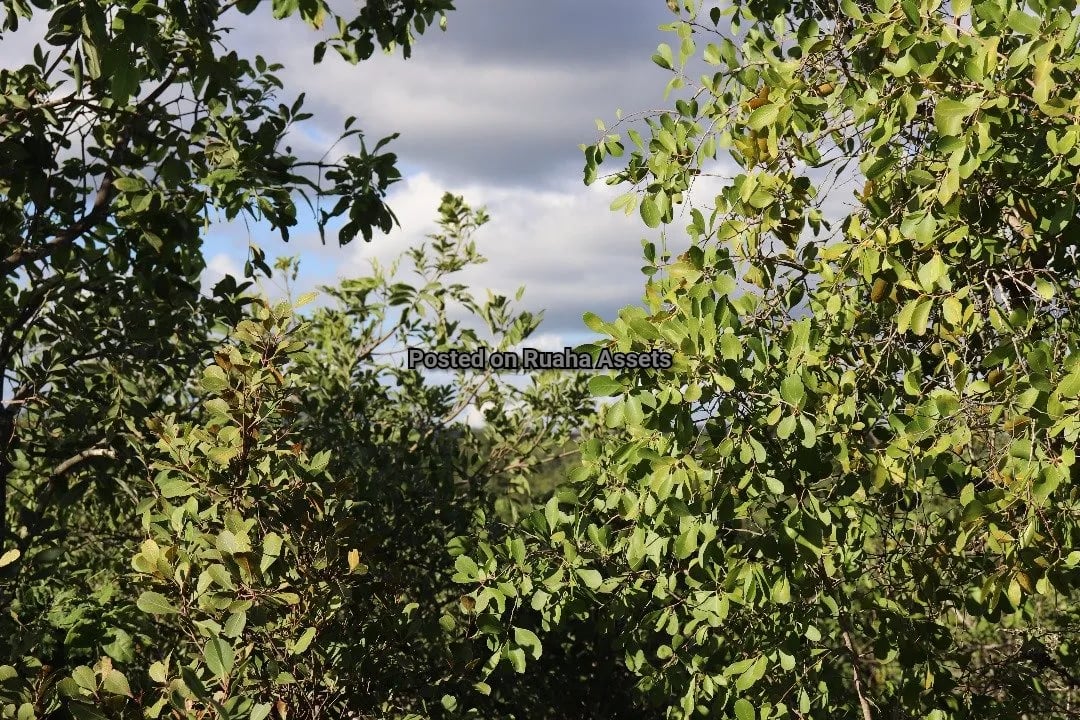 House for Sale on 15 acres for sale at Kili golf Arusha image 6