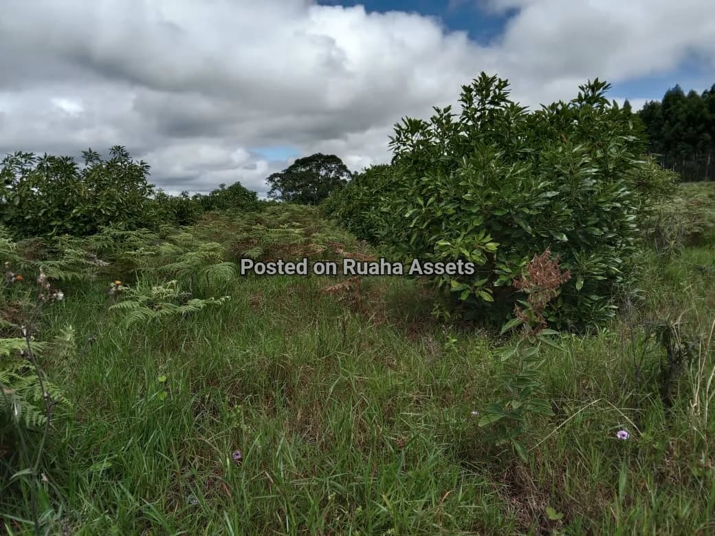 Avocado Farm for Sale at Njombe image 3