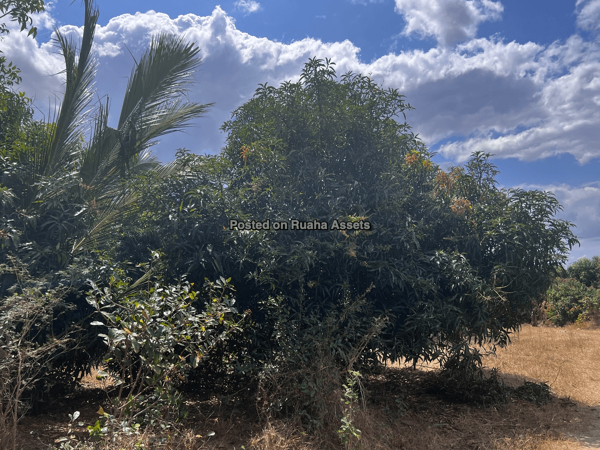 5 Acres farm for Sale, Kidomole Village Bagamoyo image 4