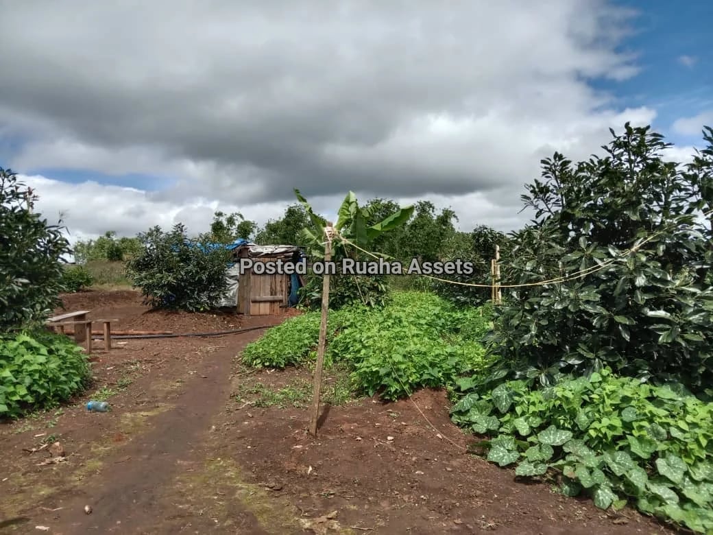Avocado Farm for Sale at Njombe image 5