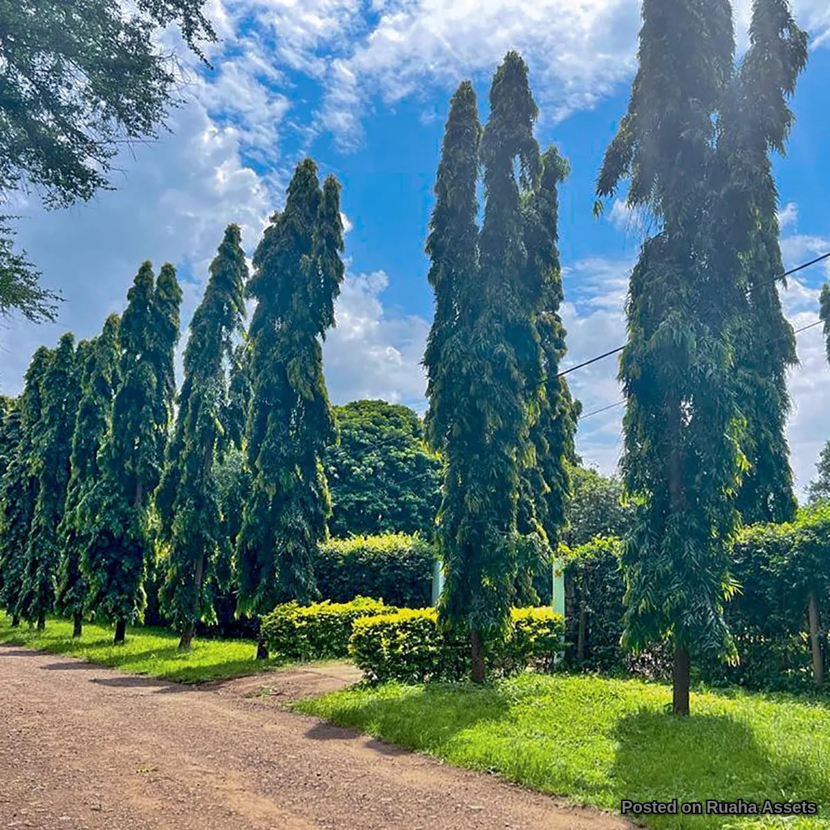 PRIME SHANTY TOWN FARM LAND FOR SALE image 4