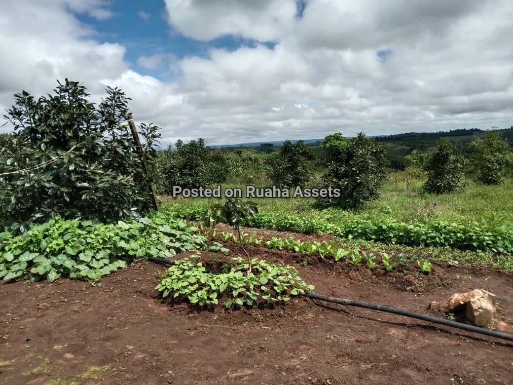 Avocado Farm for Sale at Njombe image 7
