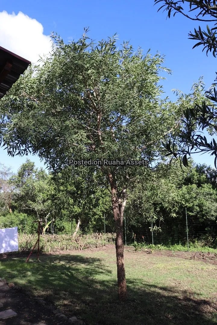 House for Sale on 15 acres for sale at Kili golf Arusha image 7