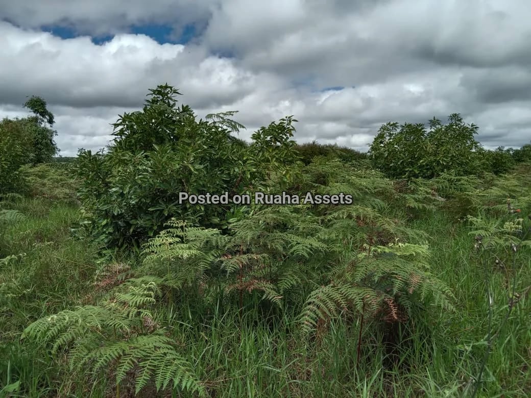 Avocado Farm for Sale at Njombe image 6