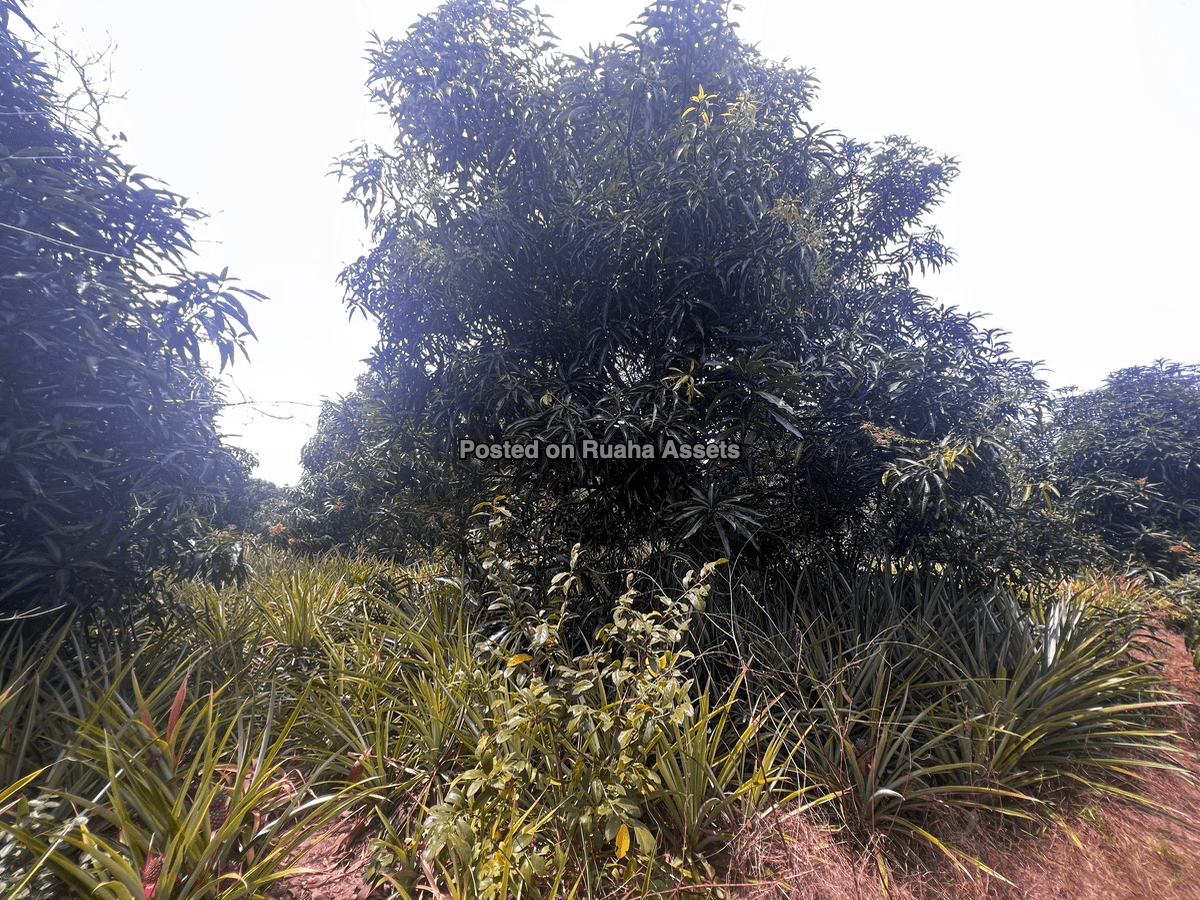 5 Acres farm for Sale, Kidomole Village Bagamoyo image 2