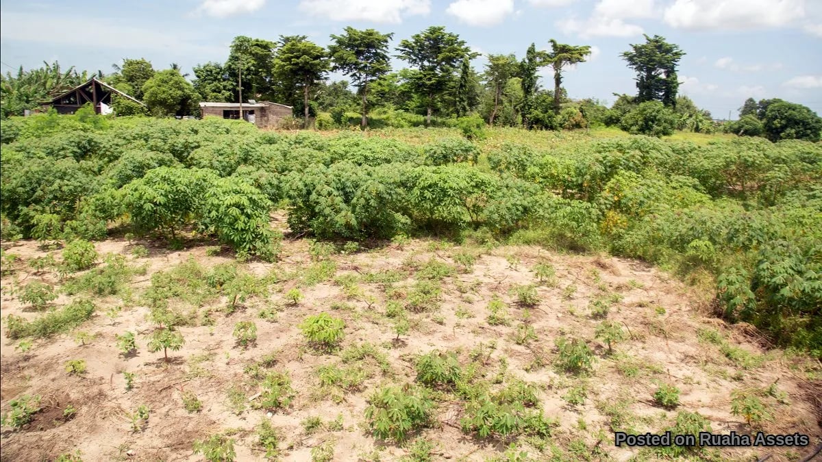 Prime Plot for Sale at Mabwepande image 5