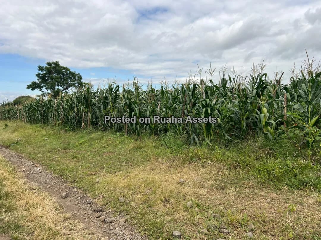 58 ACRES OF FARMLAND IS AVAILABLE FOR SALE Price is 17 million T-shillings per acre image 3