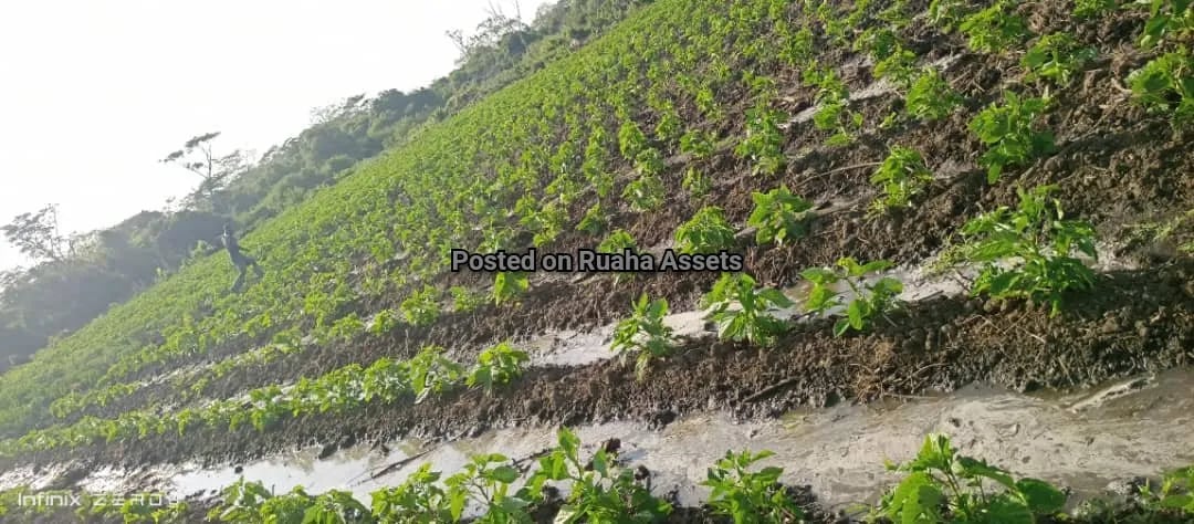 Flat farm along Wami river for Sale image 8