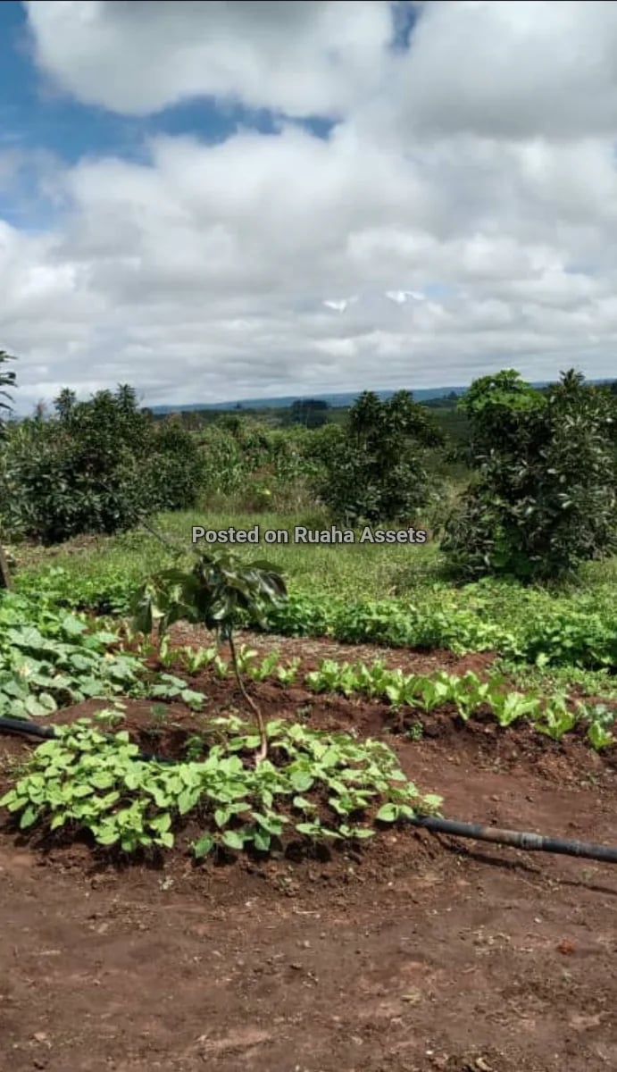Avocado Farm for Sale at Njombe image 9