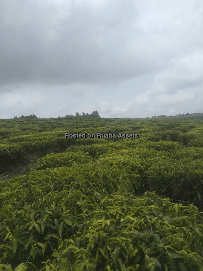 Tea Plantation for Sale image 6