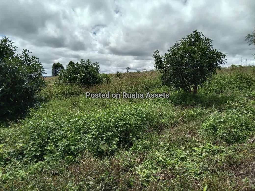 Avocado Farm for Sale at Njombe image 2