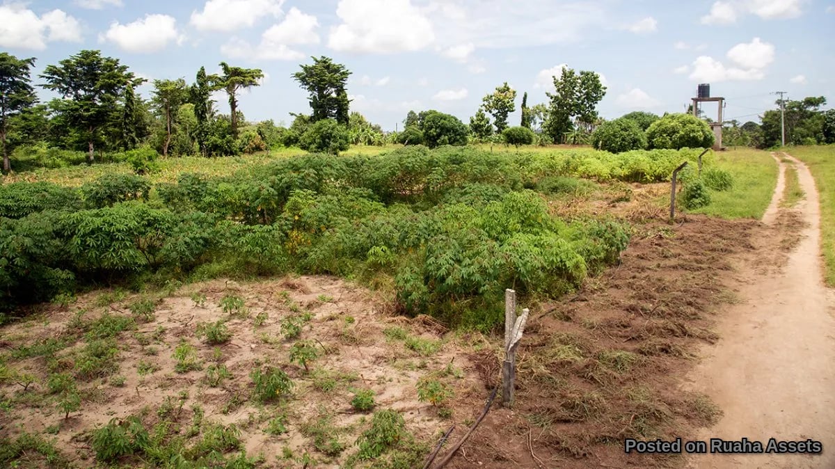 Prime Plot for Sale at Mabwepande image 4