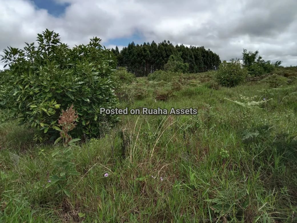 Avocado Farm for Sale at Njombe image 10