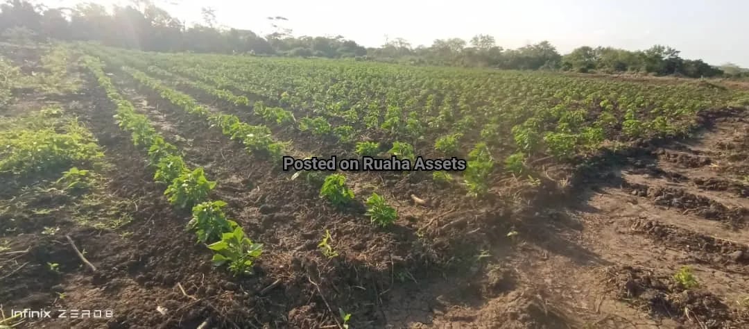 Flat farm along Wami river for Sale image 5