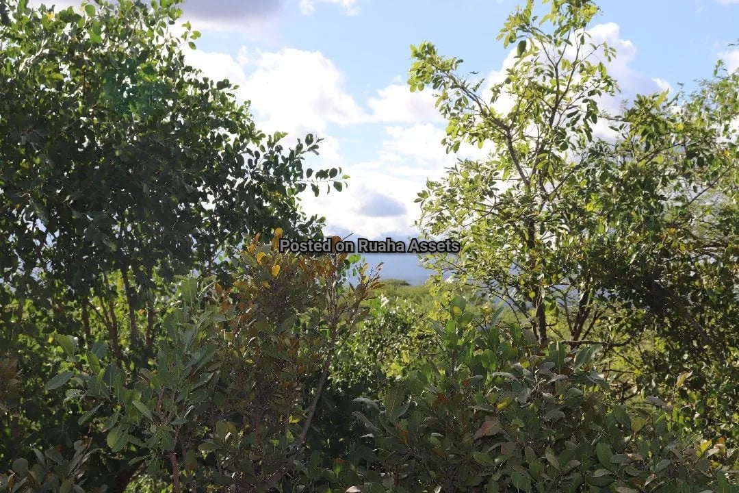 15 acres Plot for Sale at Kili Golf Arusha image 5