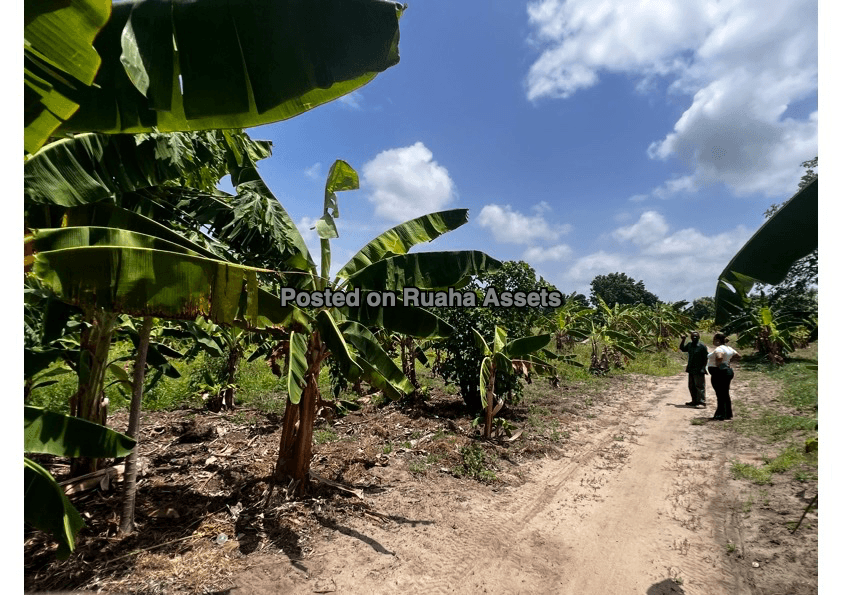 One acre Land for Sale in Kerege Bagamoyo image 7