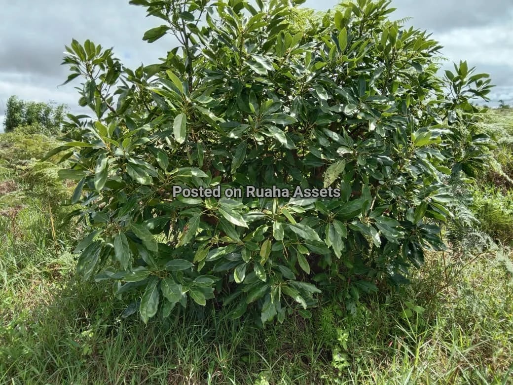 Avocado Farm for Sale at Njombe image 4