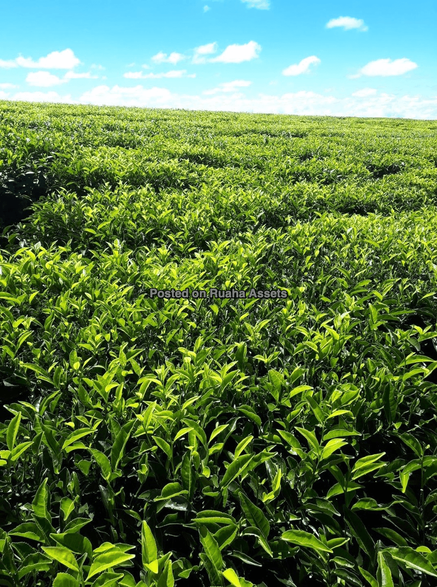 Tea Plantation for Sale image 4