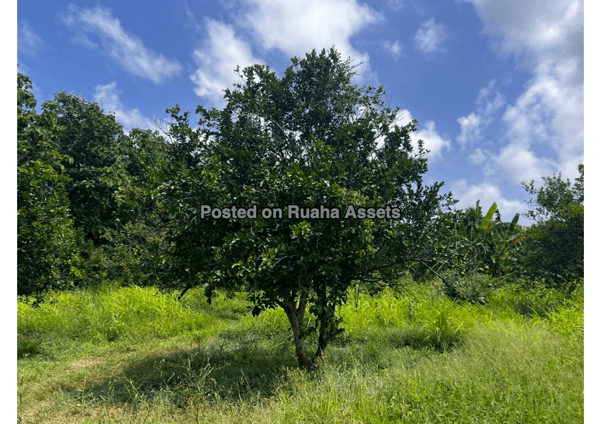 One acre Land for Sale in Kerege Bagamoyo image 5
