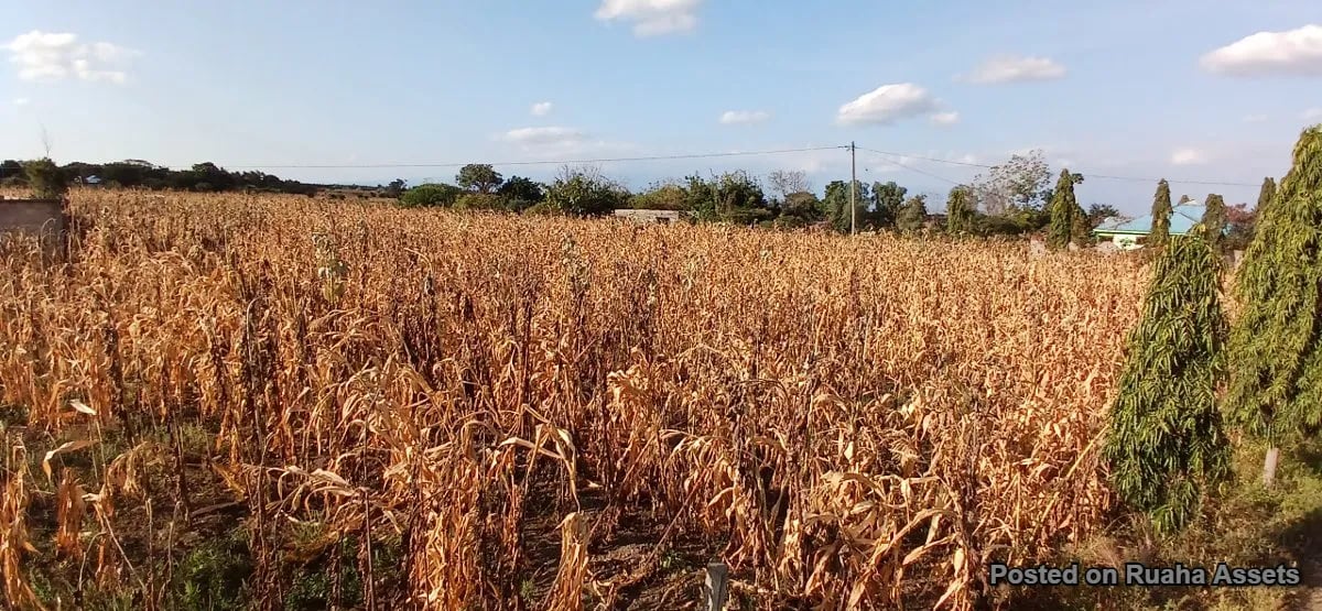 Big Plot near Kilimanjaro international Airport for sale image 5